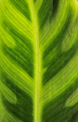 Getiegertes Blatt Wandbild