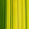 Gruene-Fasern_2