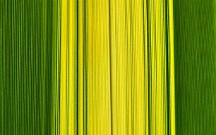 Gruene Fasern_2 Wandbild