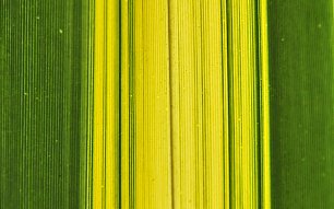 Gruene Fasern Wandbild