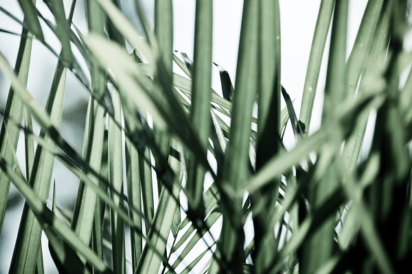 Gruene Natur Wandbild