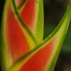 Heliconia-Bluete