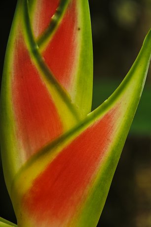 Heliconia Bluete Wandbild