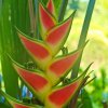 Heliconia