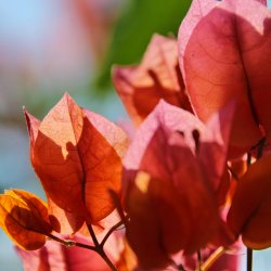 Lachsfarbene-Bougainvillea