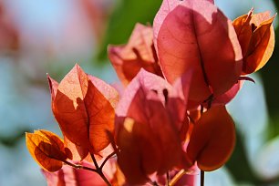 Lachsfarbene Bougainvillea Wandbild