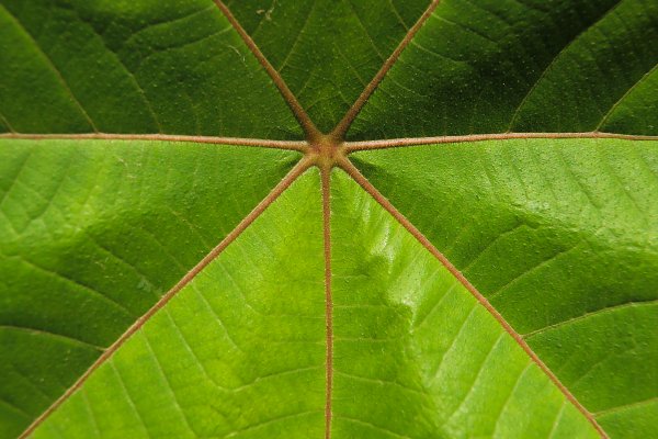 Laub Fasern Wandbild