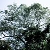 Mittelamerikanischer-Baum