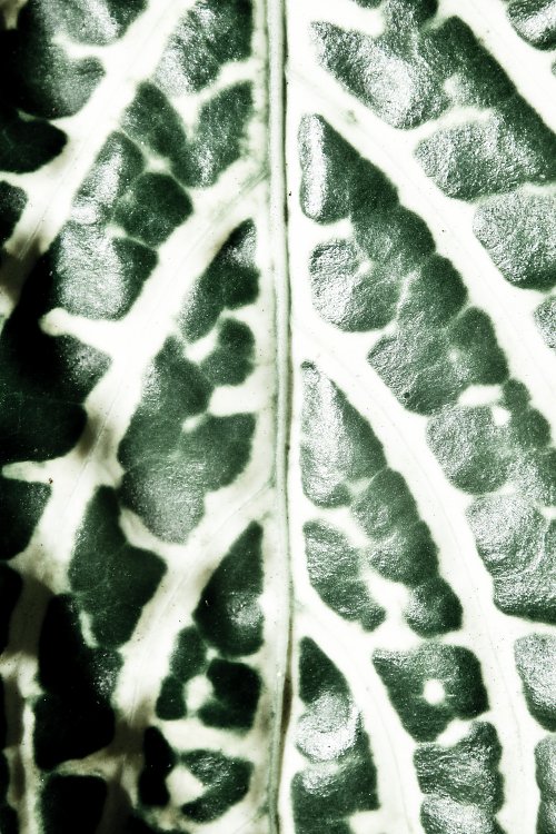 Muster aus der Natur Wandbild