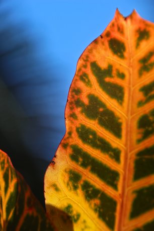 Oranges Blatt Wandbild