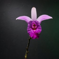 Orchidee_2