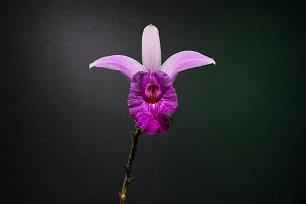 Orchidee_2 Wandbild