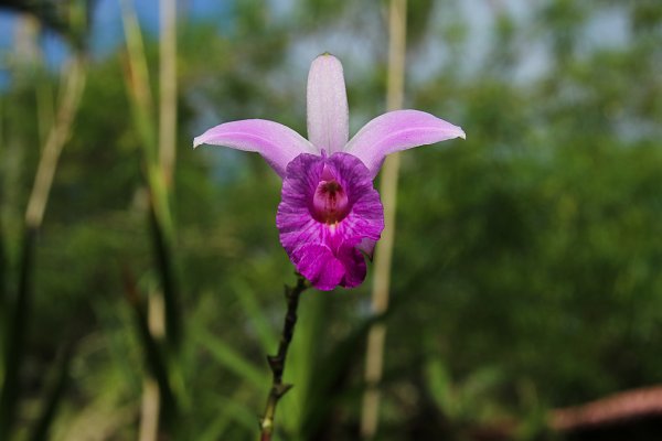 Orchidee Wandbild