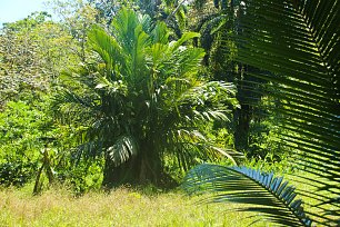 Palmbusch Wandbild