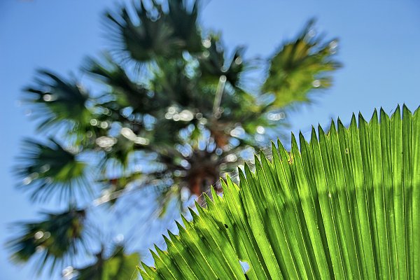 Palmenblaetter Wandbild