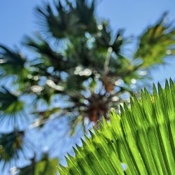 Palmenblaetter