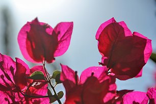 Pinke Bougainvillea Wandbild