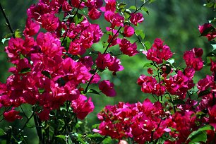 Pinke Drillingsblume Wandbild