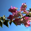 Rosa-Bougainvillea