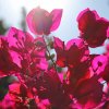 Rosa-Drillingsblumen