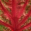 Rote-Blattstruktur