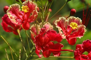 Rote Bluetenpracht Wandbild