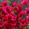 Rote-Bougainvillea