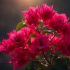 Rote-Bougainvillea_2