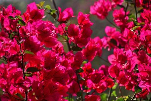 Rote Bougainvillea Wandbild