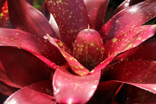 Rote Fettpflanze Wandbild
