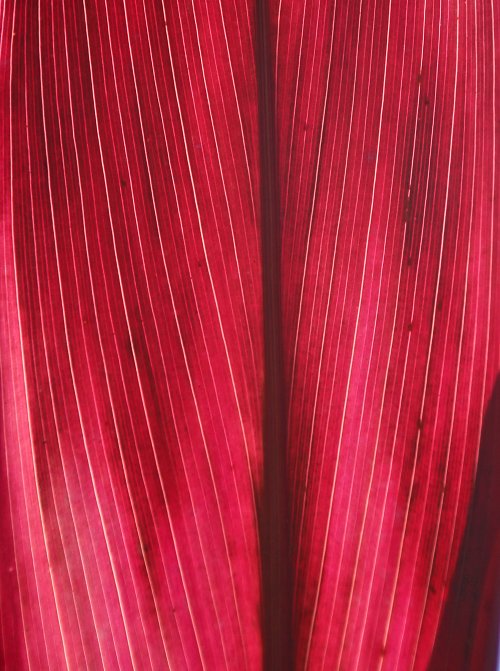 Rote Linien Wandbild