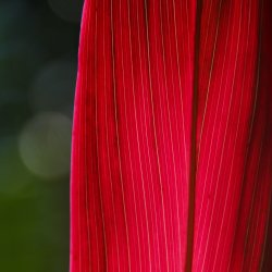 Rotes-Blatt