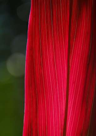 Rotes Blatt Wandbild