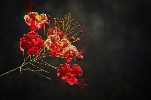 Sinnlichkeit_2 Wandbild