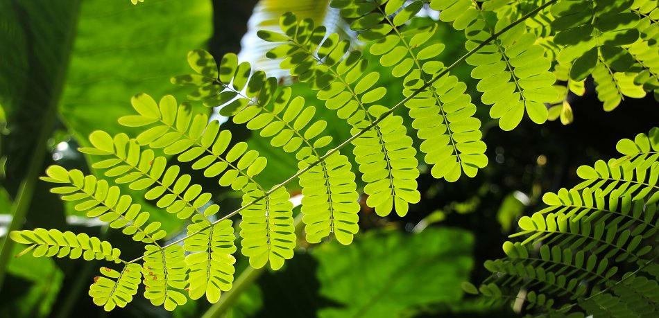 Tropische Gruenpflanze Wandbild