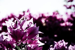 Violette Bougainvillea Wandbild