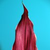 Violettes-Blatt