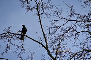 Raben Wandbild