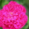 Rosenbluete