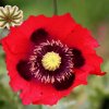 Rote-Mohnblume