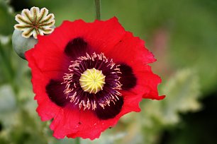 Rote Mohnblume Wandbild