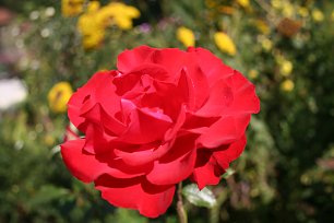 Rote Rose Wandbild