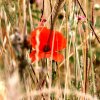 Roter-Mohn-im-Feld