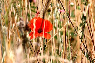 Roter Mohn im Feld Wandbild