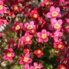 Rotes-Blumenmeer