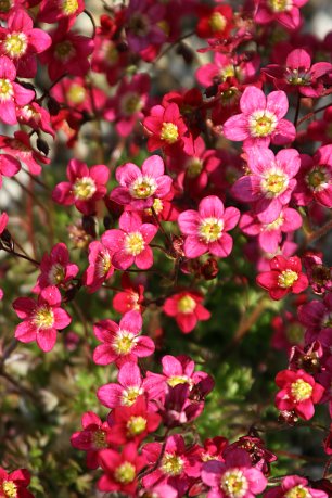 Rotes Blumenmeer Wandbild