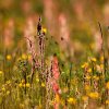 Saftige-Sommerweide
