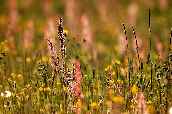 Saftige Sommerweide Wandbild