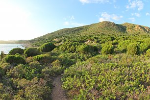 Gruene Natur Wandbild