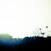 Licht